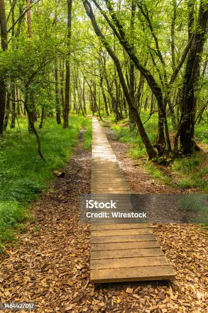 Vertical Shot Of A Wooden Footpath At Lake Paimpont In The Broceliande Forest In Brittany France Stock Photo - Download Image Now