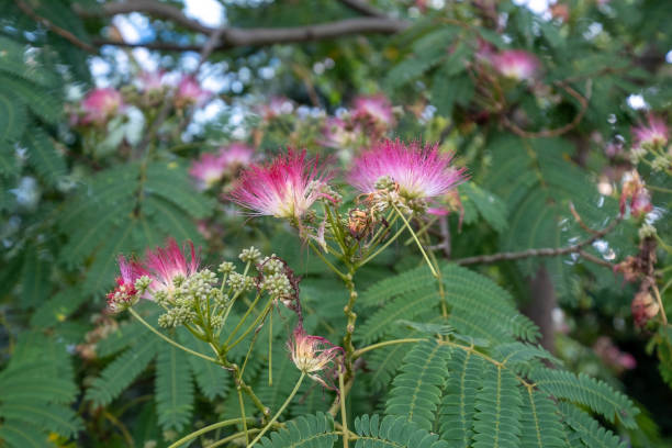 istock Beautiful shot of Persian silk tree 1464427237
