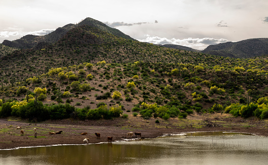 Cattle hang around a water hole on a cloudy spring afternoon.