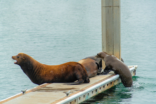 The sea lions by the sea at daytime