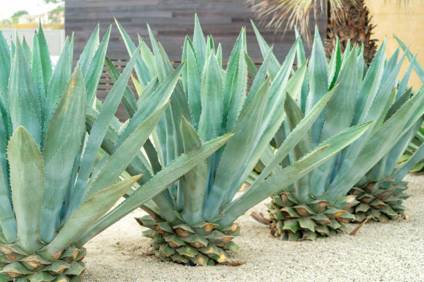 istock Close-up shot of agave nectar plant 1464427656