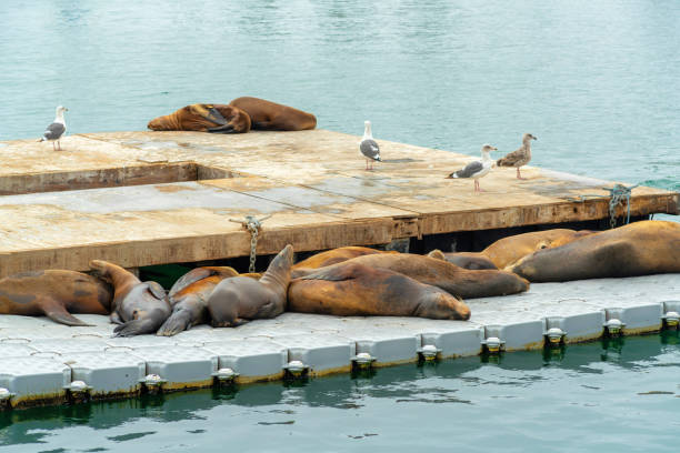 istock Sea lions lying by the sea 1464427694