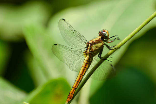 istock Close up of a dragonfly resting in nature 1464427773
