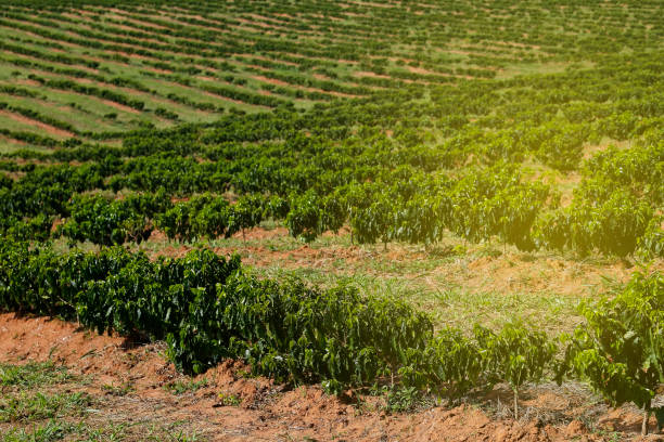 istock Farm coffee plantation in Brazil 1464428116