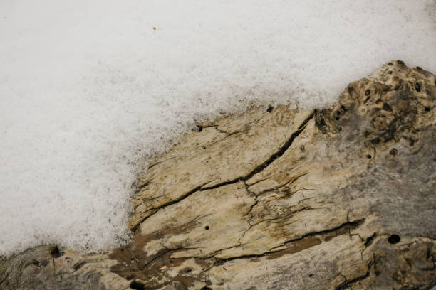 Winter, snow, forest, wood, tree, could, freezing, mud, sad, destruction