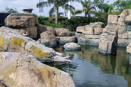 Small Pond with Ducks Bounded by Rocks and Palm Trees in the background.