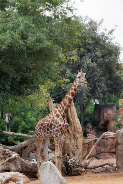istock Giraffe in its Natural Environment, Animal Theme 1464430240