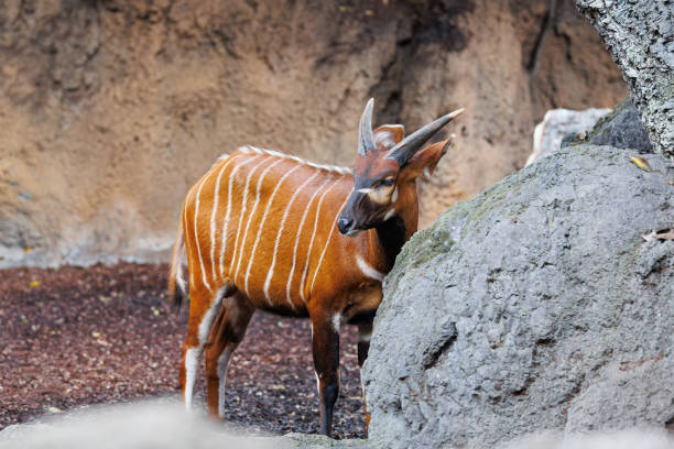 istock The Eastern Bongo - Tragelaphus eurycerus - an herbivorous nocturnal forest Ungulate with Striking Reddish-brown Coat and Spiralled Horns. 1464430429