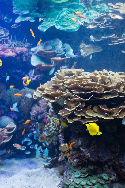 istock Fishes and Corals inside a Big Blue Aquarium Tank 1464430506