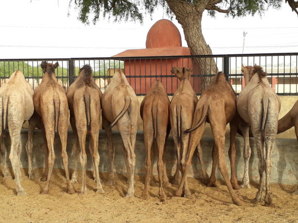 Camels stock photo