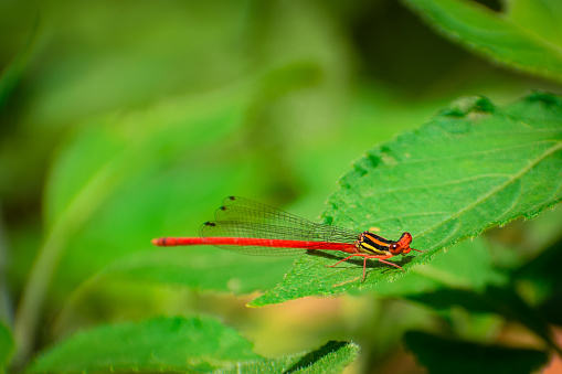Closeup shot of a red damselfly (calicnemia eximia) sits  on a  green leaf, Natural background, copy spaces