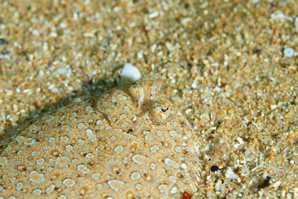 istock The perfect camouflage 1464431592