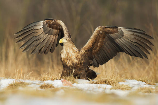 istock Majestic predator White-tailed eagle, Haliaeetus albicilla in Poland wild nature 1464432411
