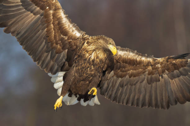 istock Majestic predator White-tailed eagle, Haliaeetus albicilla in Poland wild nature 1464432412