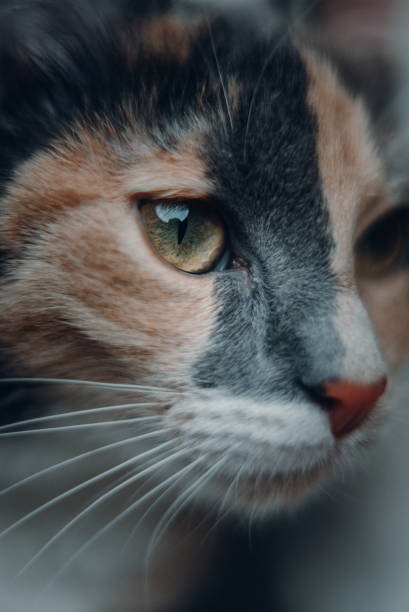 Close up portraits of a cute stray cat with different colors in the studio stock photo