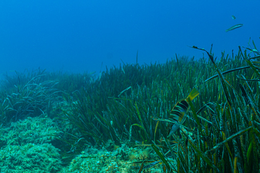 Picture of Posidonia meadows next to a rock in a blue water.
