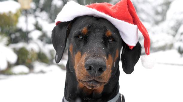 Funny Doberman Wearing Santa Hat in the Snow, Close-up