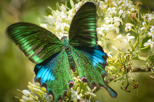 Tiger Swallowtail Butterfly (Papilio glaucus ) sitting on a yellow flower (Papilio glaucus) against a blurred green background.