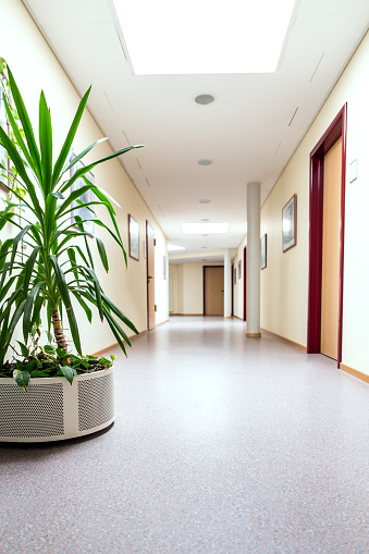 empty corridor in a nursing home or hospital, green plant in front
