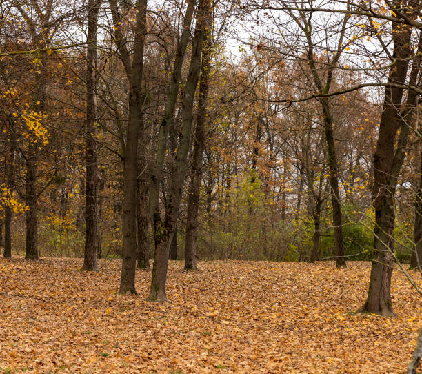 istock Orange maple foliage lies on the ground 1464435660