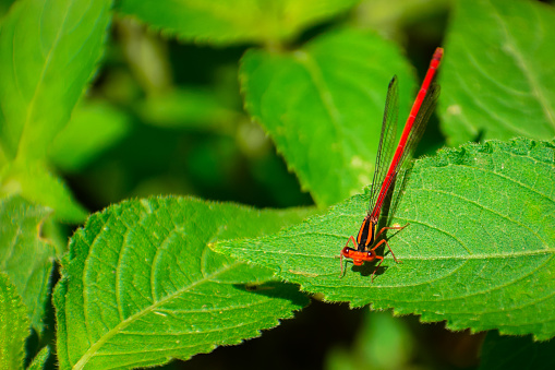 Closeup shot of a red damselfly (calicnemia eximia) sits  on a  green leaf, Natural background, copy spaces