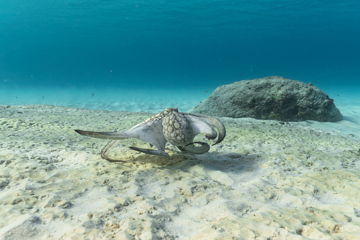 marine creatures in natural habitat around Curaçao /Dutch Antilles