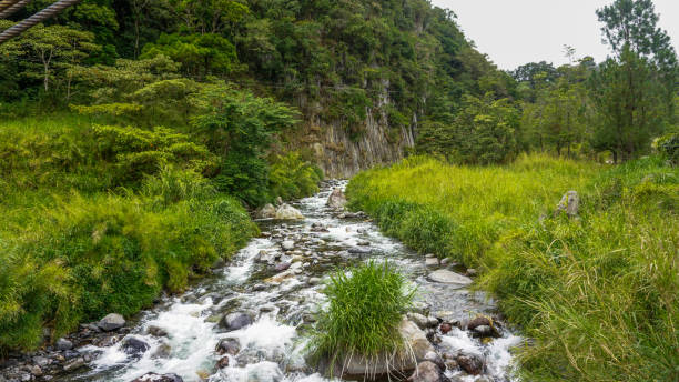 istock Wild jungle greenery in tropical natural environment. 1464437814