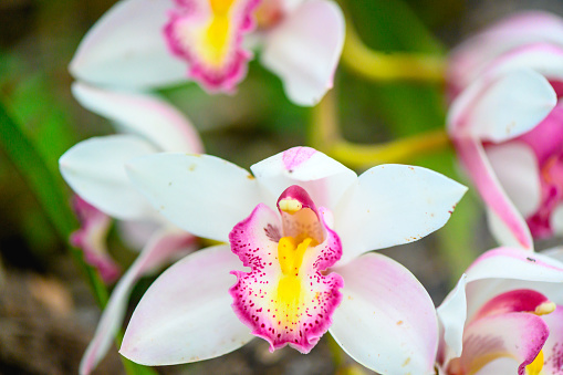 Close up view at White Orchids