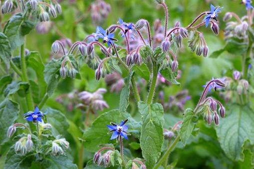 Borago officinalis is favorite medicinal herb with edible flowers.