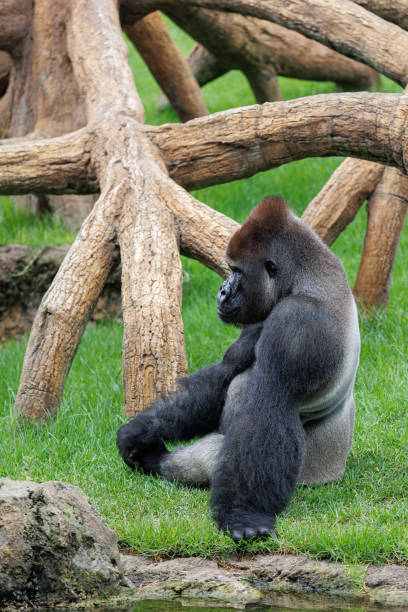 istock Western Lowland Gorilla on the Grass 1464440437