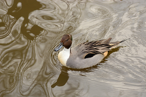 Winter day in a pond: single male Pintail duck (anas acuta) swimming in a pond.
