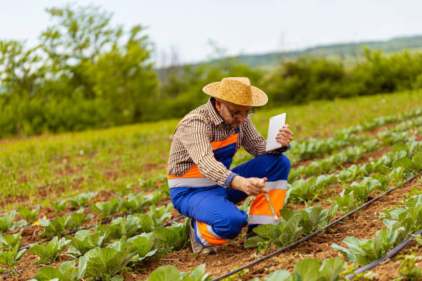 istock Using digital tablet at plantation of fruit 1464440645