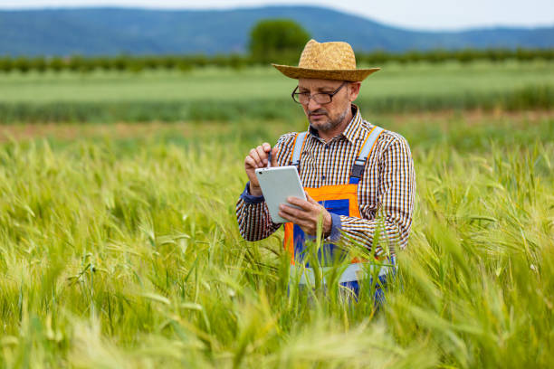 istock Side view of mature man with tablet in wheat field 1464440691