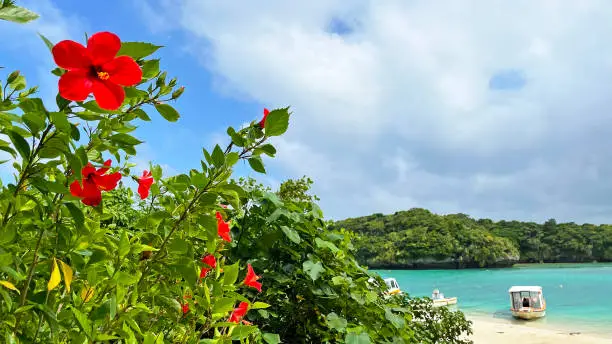 Okinawa scenery Ishigaki Island Okinawa Prefecture Kabira Bay hibiscus