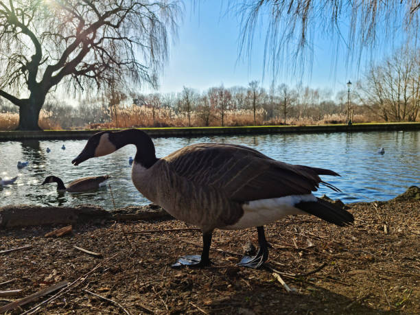 istock Cute Water Birds at Lake 1464442685