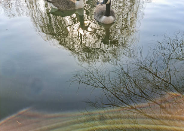 Low Angle Footage of Water Birds at Local Lake of Bedford Town of England UK.