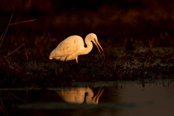 fine art porträt von silberreiher oder ardea alba in isoliertem schwarzem hintergrund und reflexion im wasser im keoladeo nationalpark oder vogelschutzgebiet bharatpur rajasthan indien asien - egret water bird wildlife nature stock-fotos und bilder