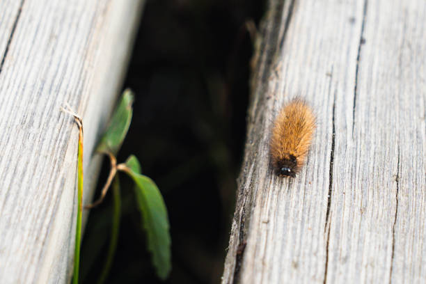 Solitary processionary with orange fuzz continues along the edge of a wooden plank. Nature, slowness and photography of small animals.