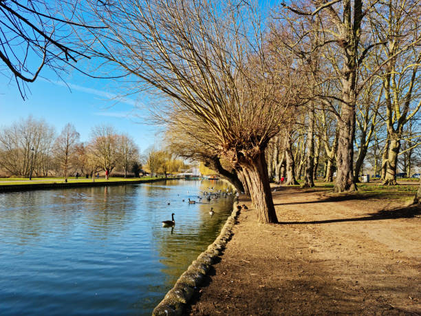 istock Cute Water Birds at Lake 1464445017