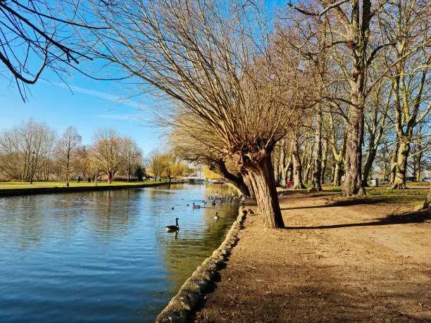 Photo of Cute Water Birds at Lake