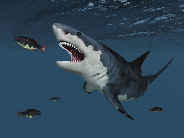 istock Great white shark on the hunt 1464449922