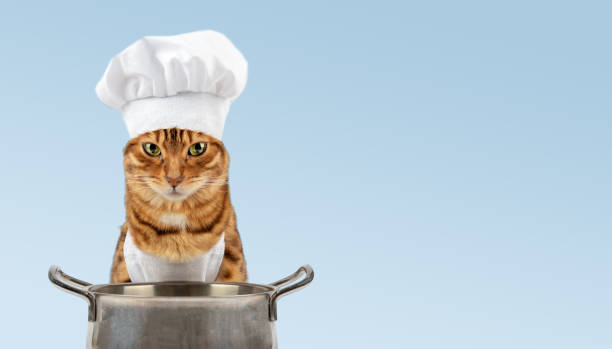 Domestic cat near the pan on a blue background.