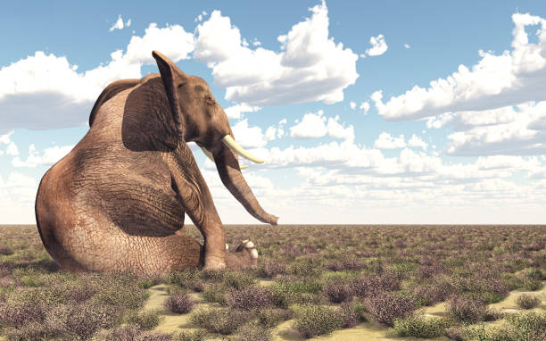 istock Sitting elephant in the savannah 1464450049