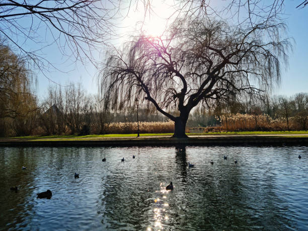 istock Cute Water Birds at Lake 1464452395
