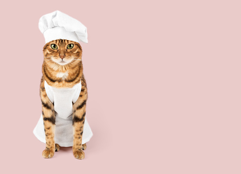 A cute red cat and a white chefs hat. Isolated on a colored background. Studio photo. Tasty and healthy food concept