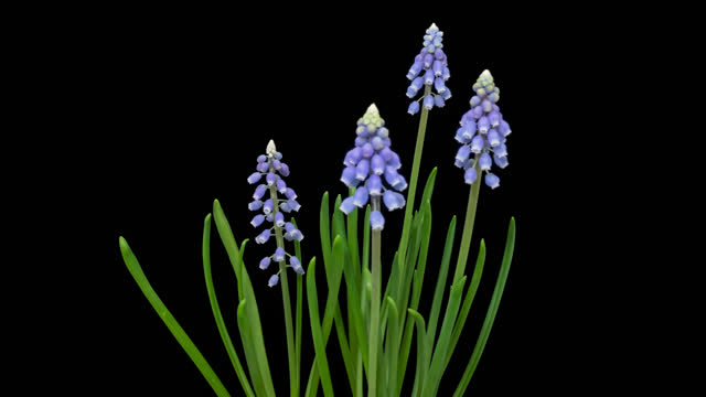 Time lapse blooming blue Muscari (grape hyacinth) flowers, isolated on pure black background