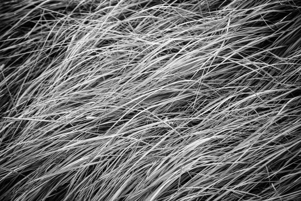 istock Green grass in the field 1464459592