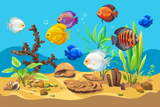 Vector ocean world. Exotic seascape with fish - Discus, seaweeds and corals. Aquatic ecosystem Illustration of underwater life. Undersea bottom. tinfoil barb barbonymus schwanenfeldii stock illustrations