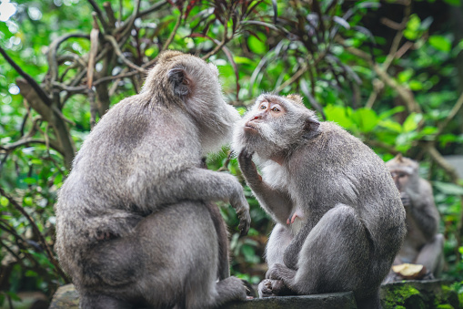 Two monkeys looking at each other  in the monkey forest Ubud Bali, Indonesia