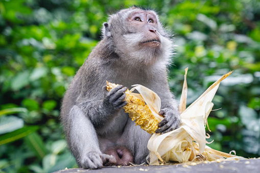 A monkey eating a corn  in the monkey forest Ubud Bali, Indonesia